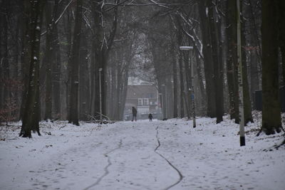 Snow covered land and trees in forest