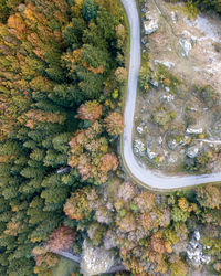 High angle view of trees by plants