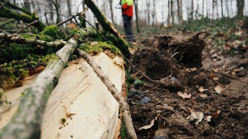 Close-up of tree trunk in forest