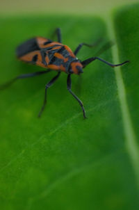 Close-up of insect