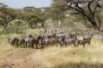 Flock of zebras on land in forest