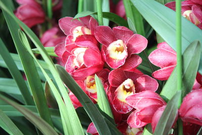 Close-up of pink flowering plants