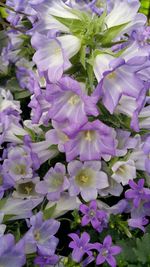 Close-up of purple flowers