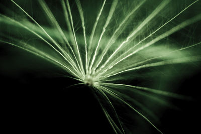 Close-up of dandelion against black background