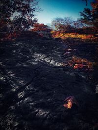 Autumn leaves on land against sky