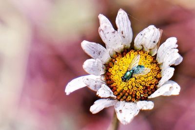 Close-up of white flowering plant