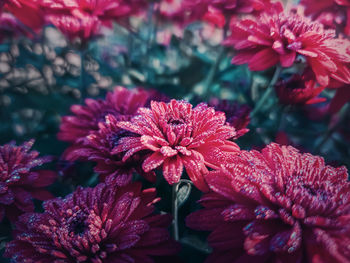 Closeup red chrysanthemum flowers in the garden with morning dew drops on the petals