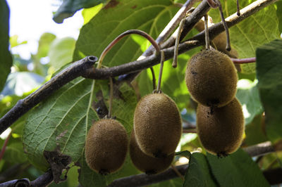 Close-up of fruits growing on tree