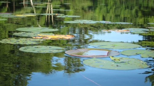 Reflection of trees in pond