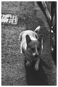 Close-up of dog in the road