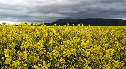 Scenic view of field against cloudy sky