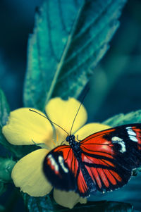 Close-up of butterfly perching on yellow flower