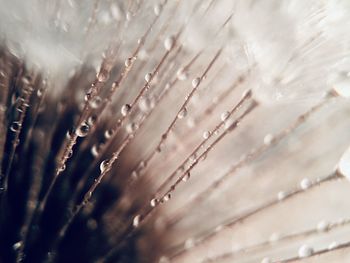 Close-up of raindrops on plant