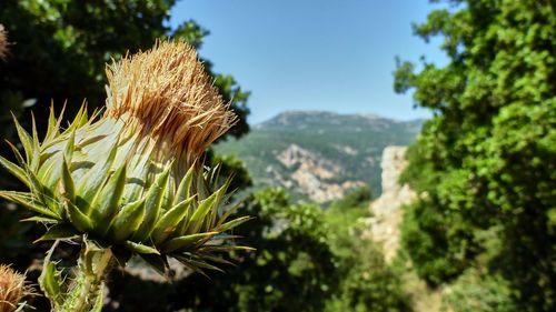 Close-up of fresh flower against sky