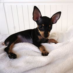 Close-up of cute chihuahua on soft blanket