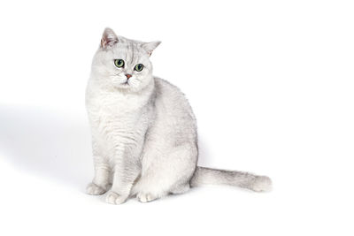 Portrait of a cat sitting on white background