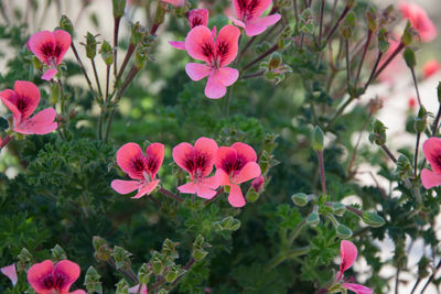 Close-up of pink flowering plants in park