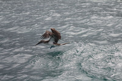 Bird flying over sea