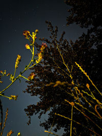 Low angle view of leaves floating on water at night