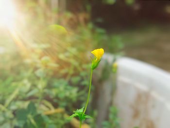 plant