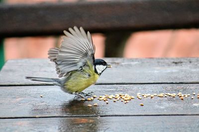 Close-up of a bird