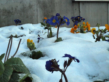 Close-up of snow on plants during winter