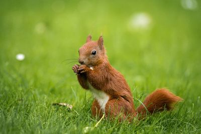 Close-up of squirrel on grassy field