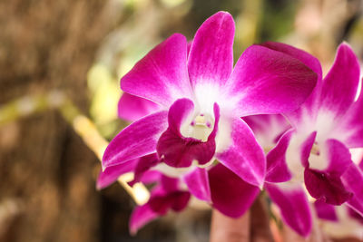 Close-up of pink orchids