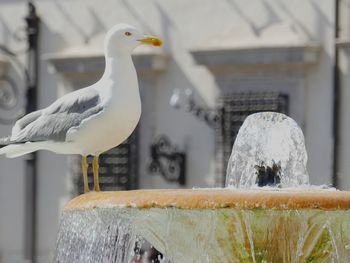 Close-up of seagull perching on wooden post