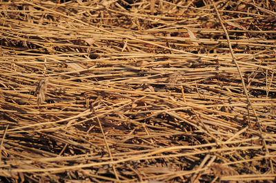 Full frame shot of dried plant