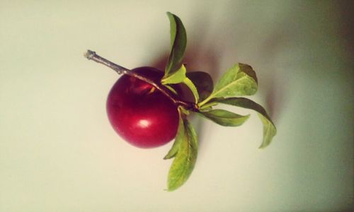 Close-up of red fruit over white background