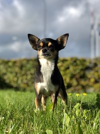 Portrait of a dog on field