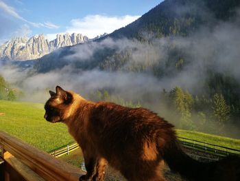 View of a horse on field