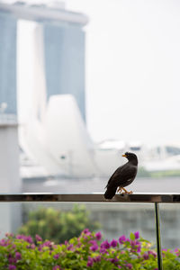 View of bird perching on railing