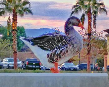Palm trees against sky