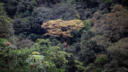 Trees growing in a park