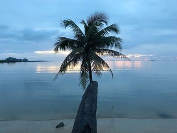 Palm tree by sea against sky at sunset