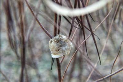 Close-up of dry plant during winter