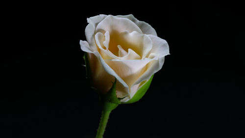 Close-up of white rose against black background