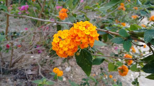 Close-up of yellow flowers blooming outdoors