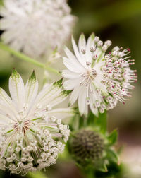 Close-up of white flowering plant