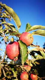 Low angle view of apples on tree against sky