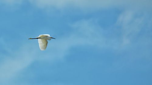 Low angle view of bird flying in sky