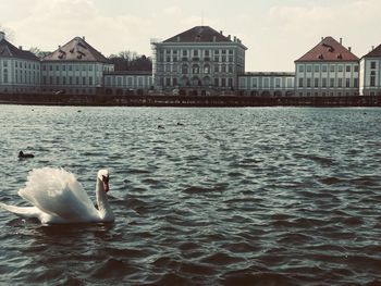 Swans swimming in lake