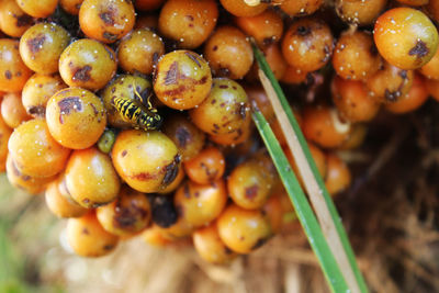 High angle view of fruits