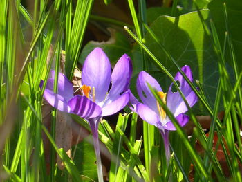 Close-up of purple crocus flowers