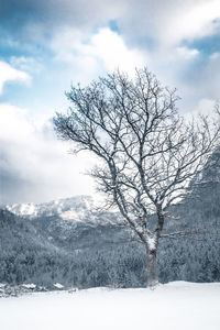 Bare tree on snow covered land against sky