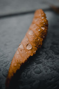 High angle view of orange leaf on table