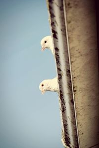 Low angle view of birds perching on railing