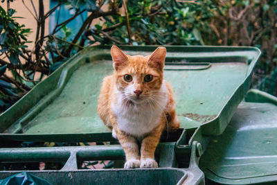 Portrait of ginger cat on plant